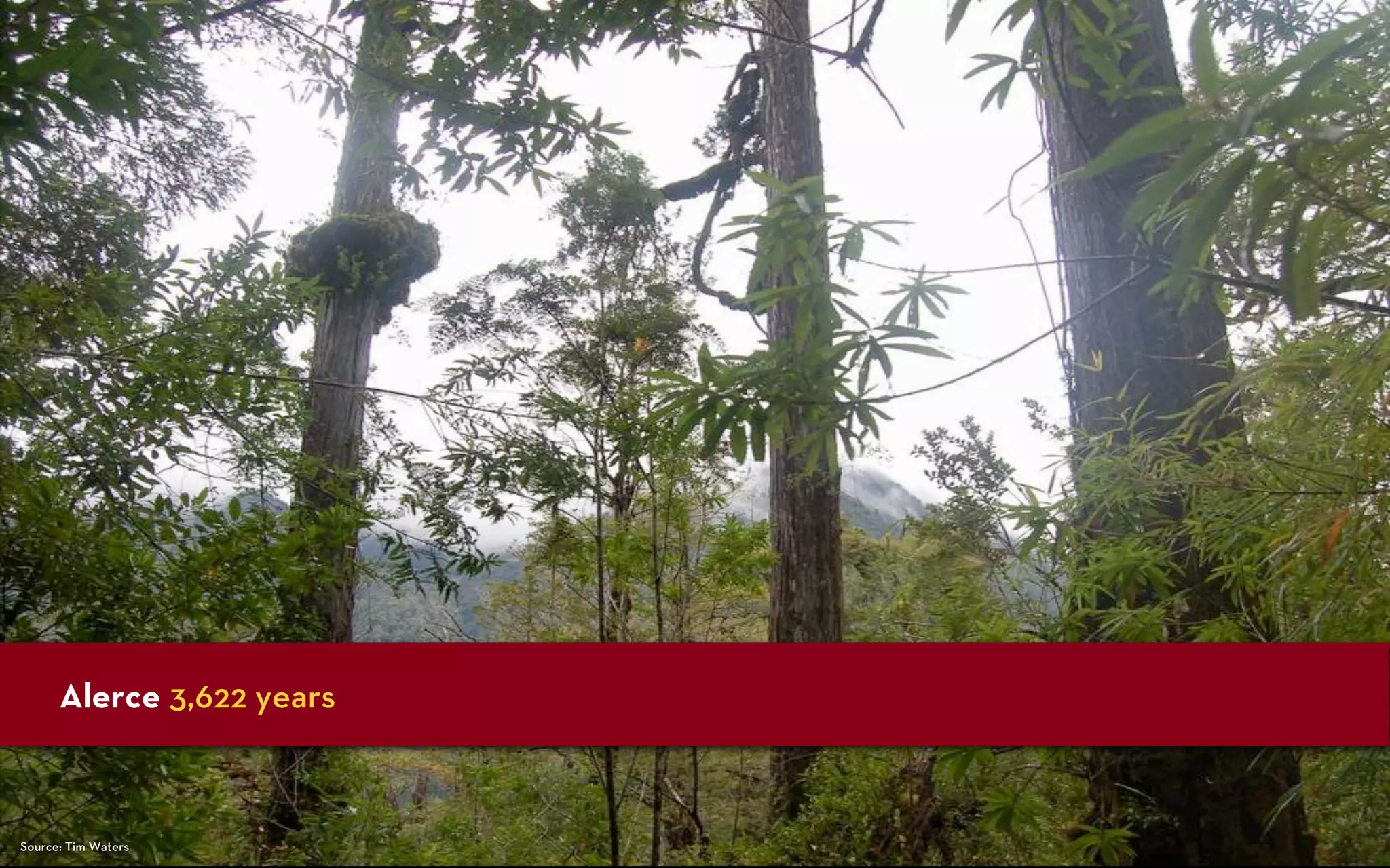 Bristlecone vista




      Alerce 3,622 years



Source: Tim Waters
 