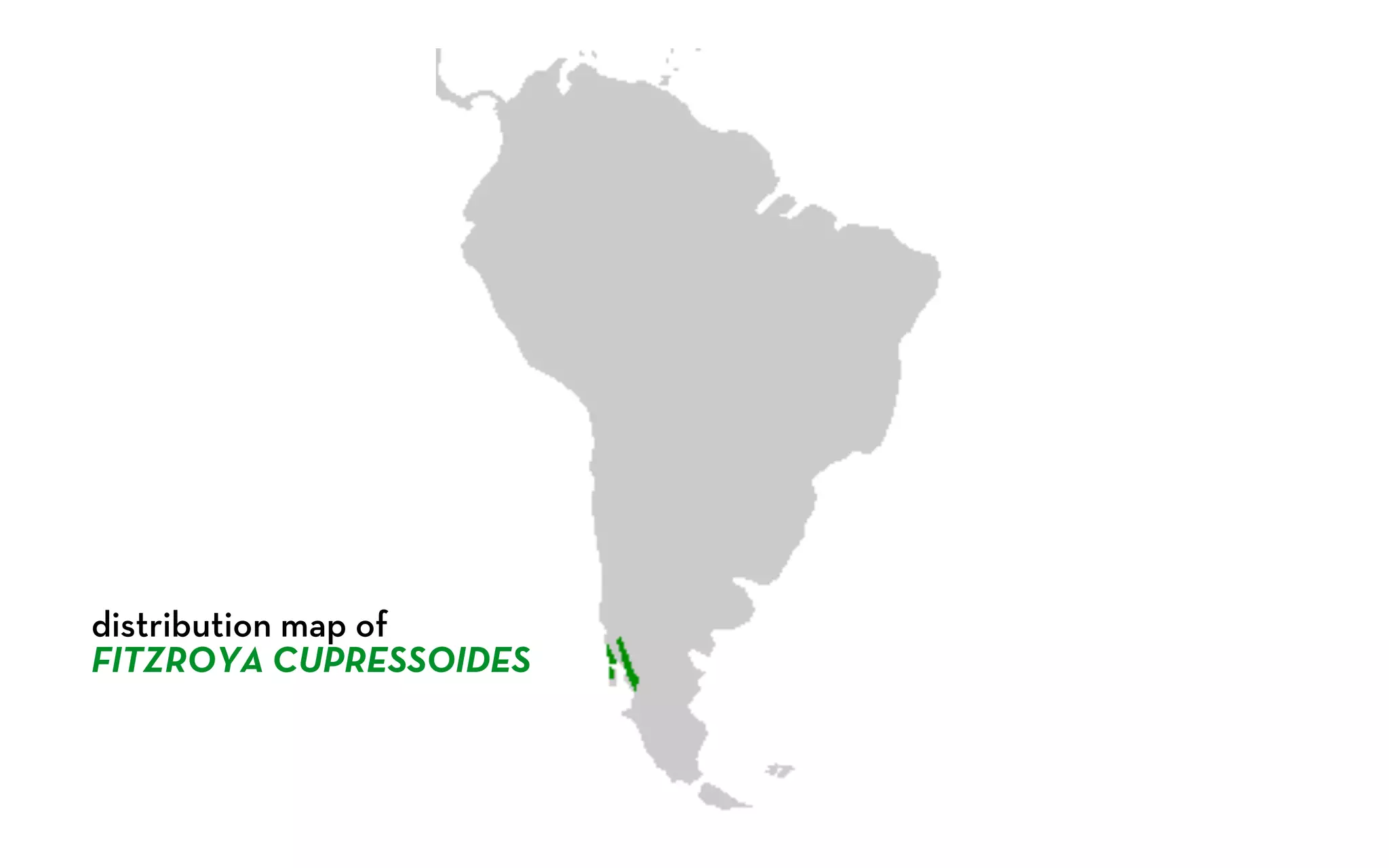 distribution map of
FITZROYA CUPRESSOIDES
 