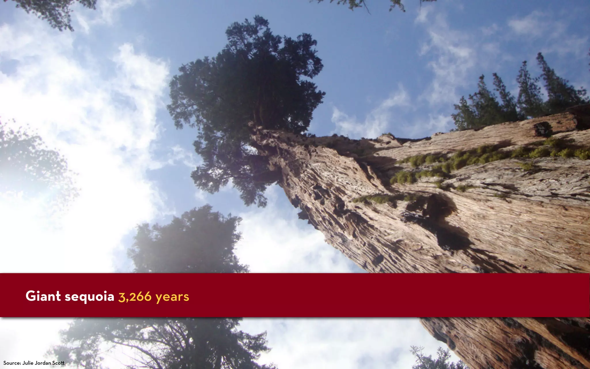 Giant sequoia 3,266 years



Source: Julie Jordan Sco
 