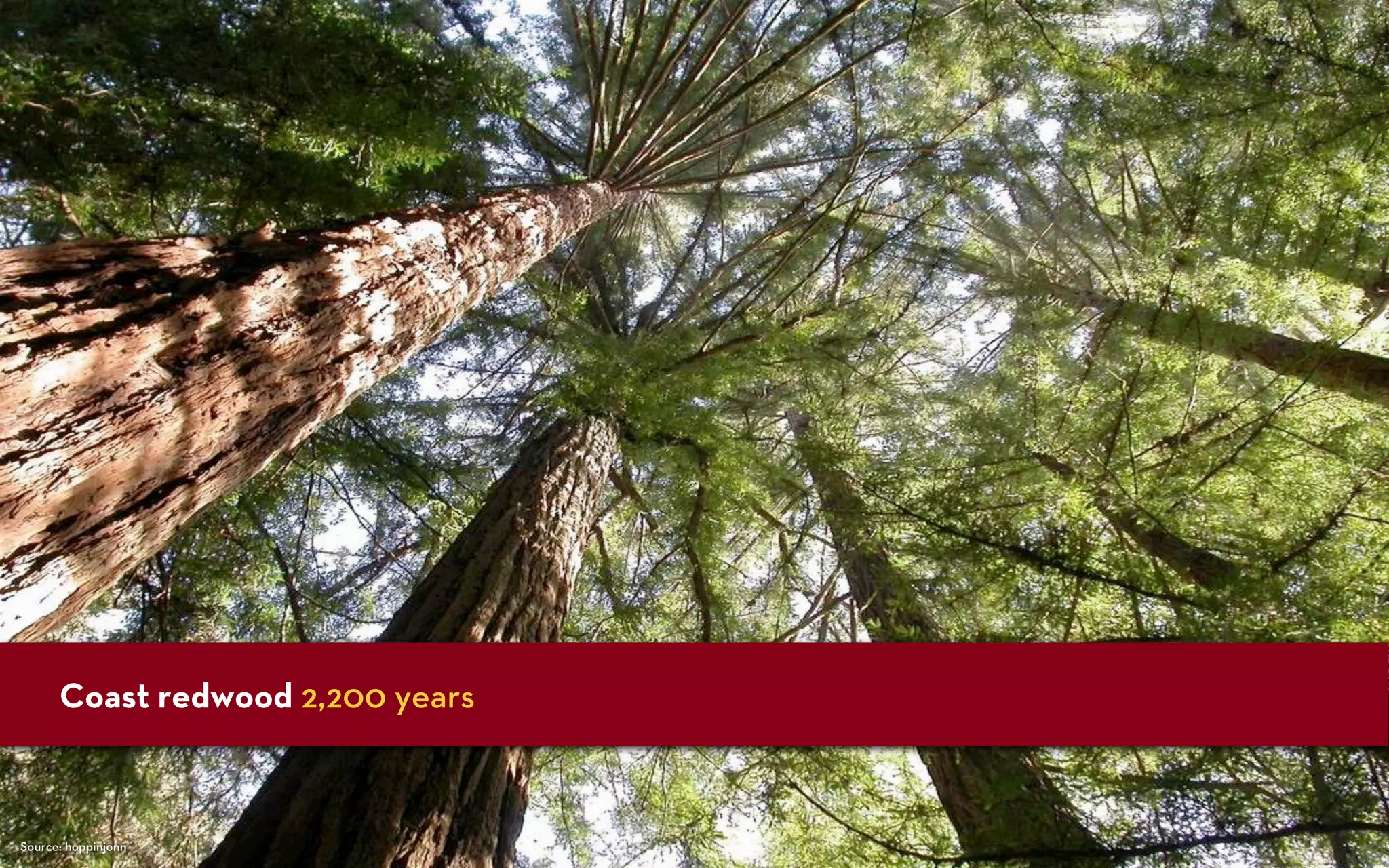 Bristlecone vista




      Coast redwood 2,200 years



Source: hoppinjonn
 