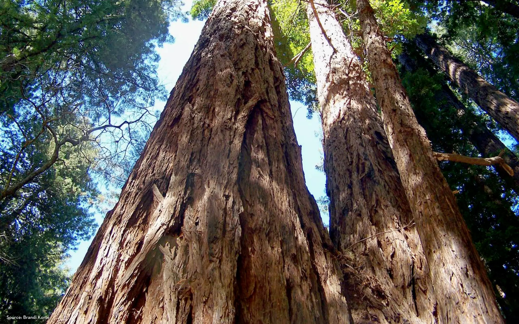 Source: Brandi Korte
 