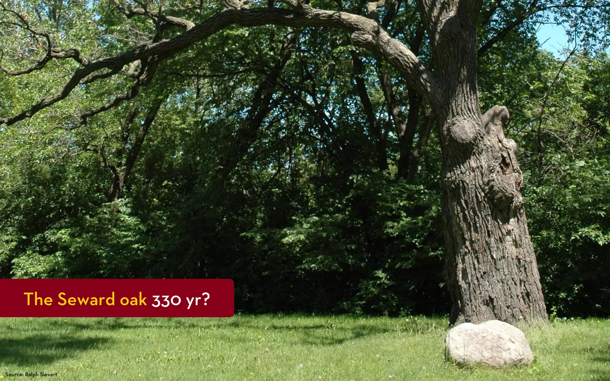 The Seward oak 330 yr?


Source: Ralph Sievert
 