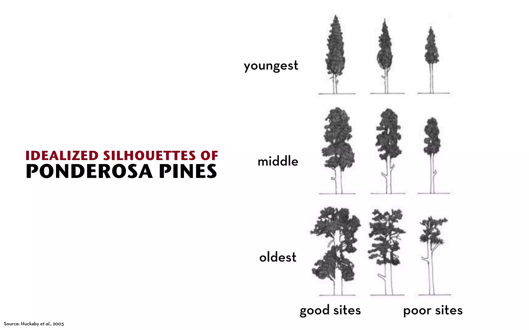 youngest




         IDEALIZED SILHOUETTES OF     middle
         PONDEROSA PINES



                                      oldest


                                               good sites   poor sites
Source: Huckaby et al., 2003
 