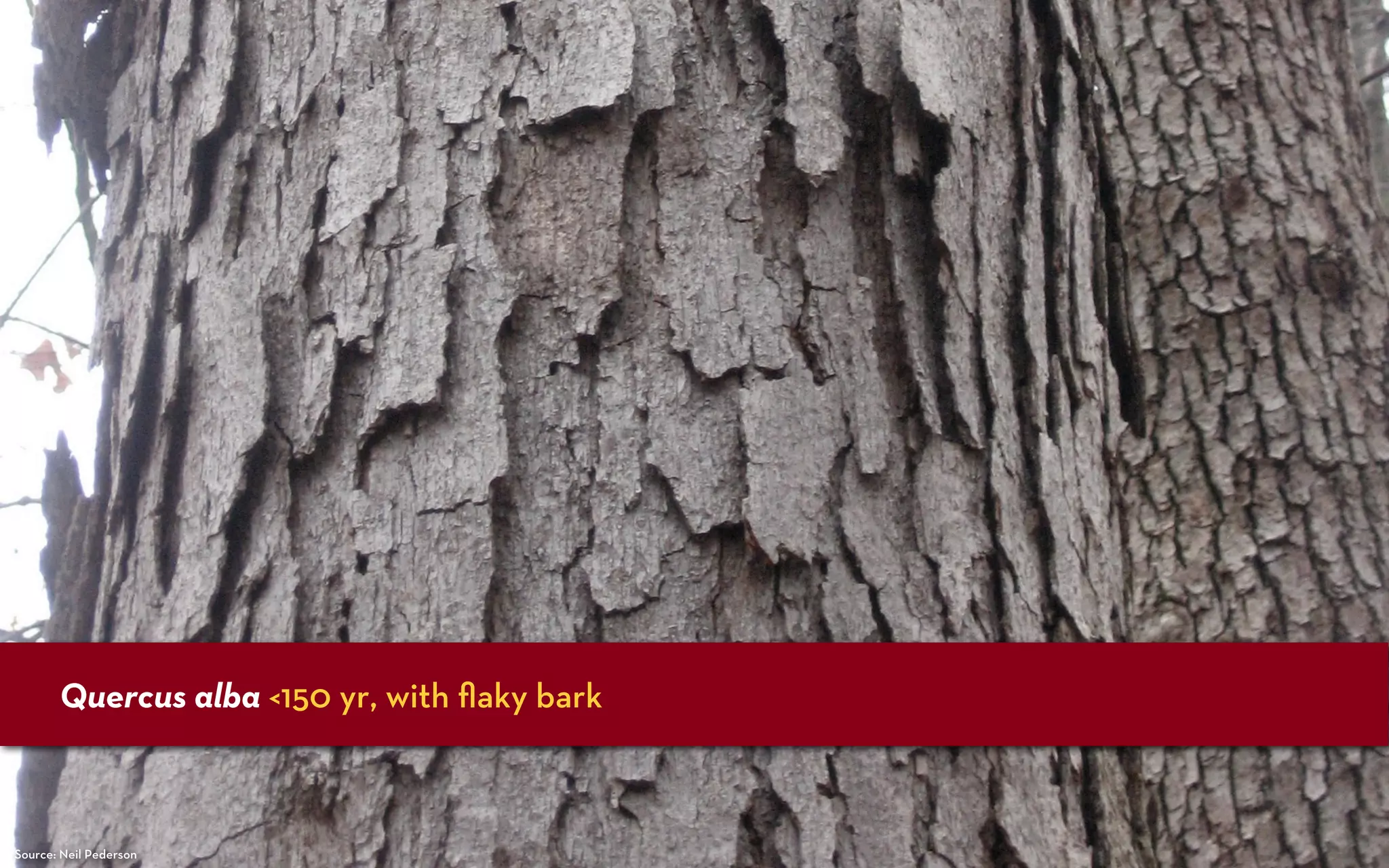 Quercus alba <150 yr, with ﬂaky bark



Source: Neil Pederson
 
