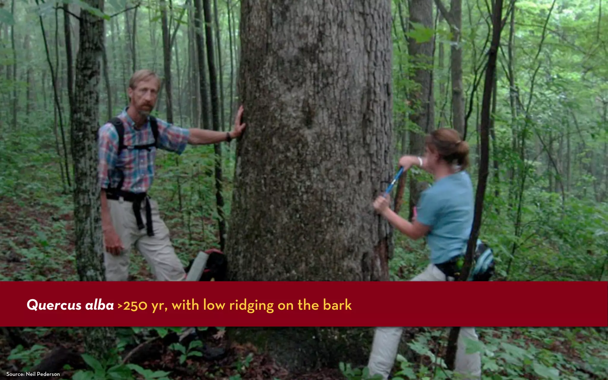 Quercus alba >250 yr, with low ridging on the bark



Source: Neil Pederson
 
