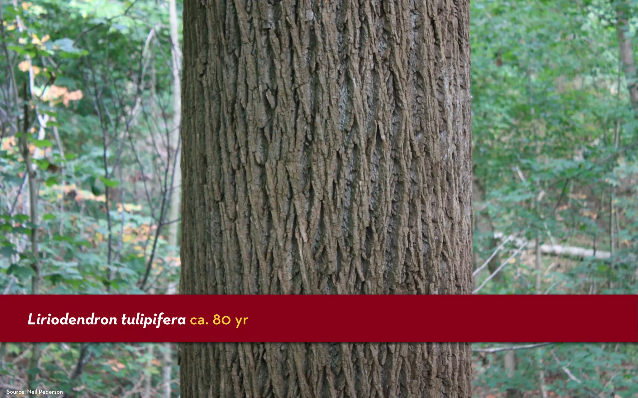 Liriodendron tulipifera ca. 80 yr



Source: Neil Pederson
 