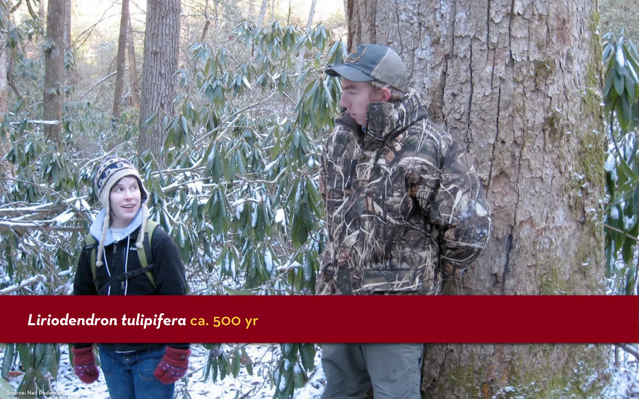 Liriodendron tulipifera ca. 500 yr



Source: Neil Pederson
 