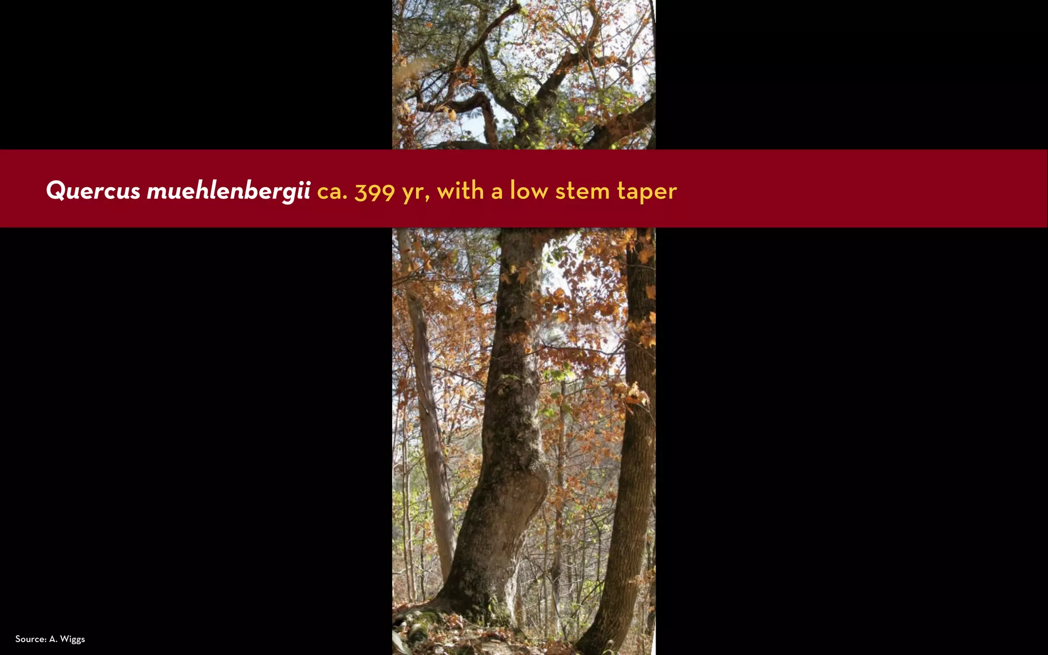 Quercus muehlenbergii ca. 399 yr, with a low stem taper




Source: A. Wiggs
 