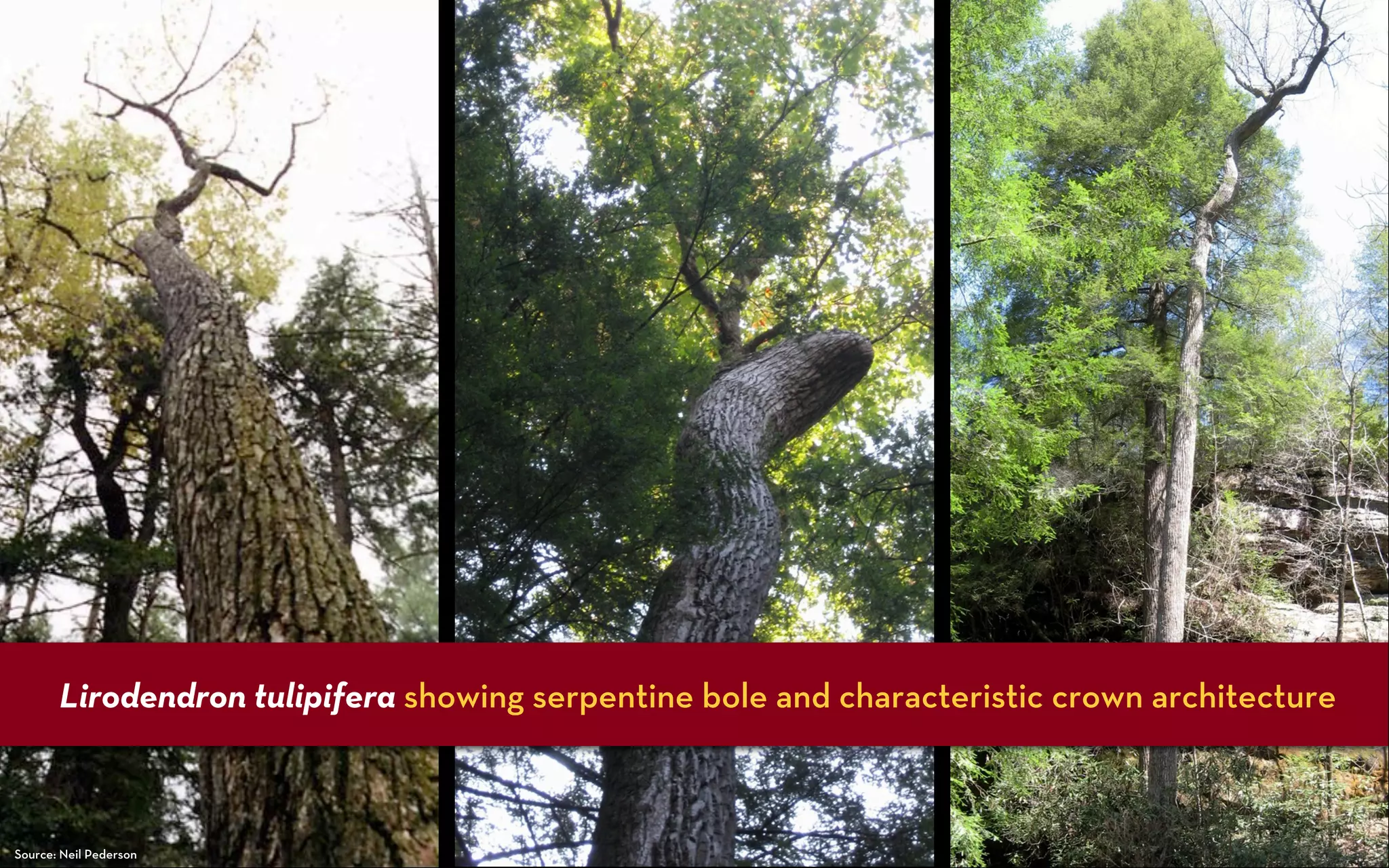Lirodendron tulipifera showing serpentine bole and characteristic crown architecture



Source: Neil Pederson
 
