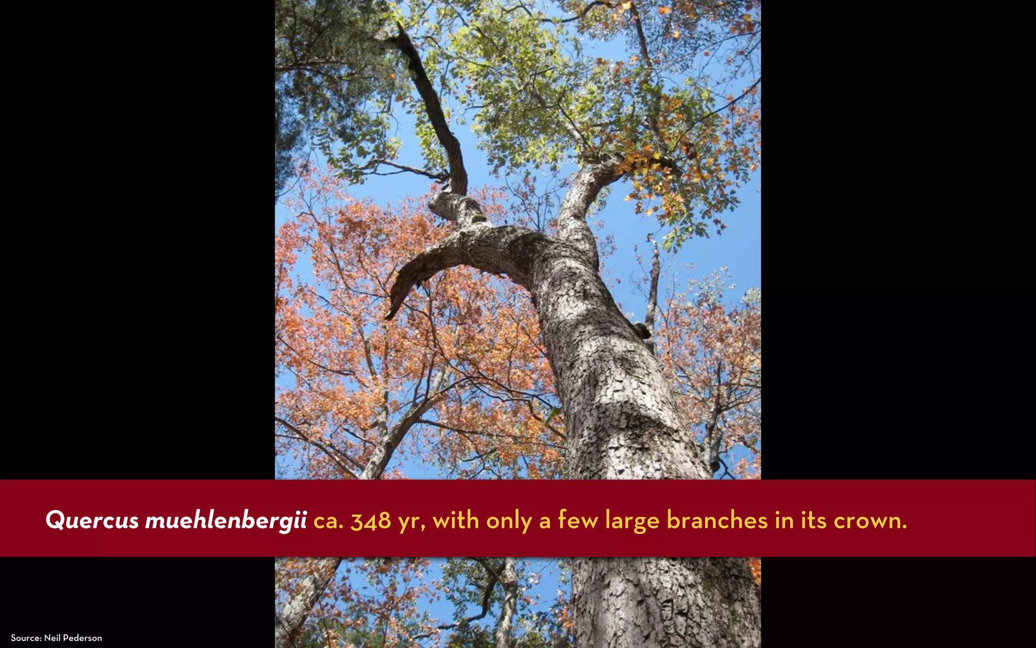 Quercus muehlenbergii ca. 348 yr, with only a few large branches in its crown.



Source: Neil Pederson
 
