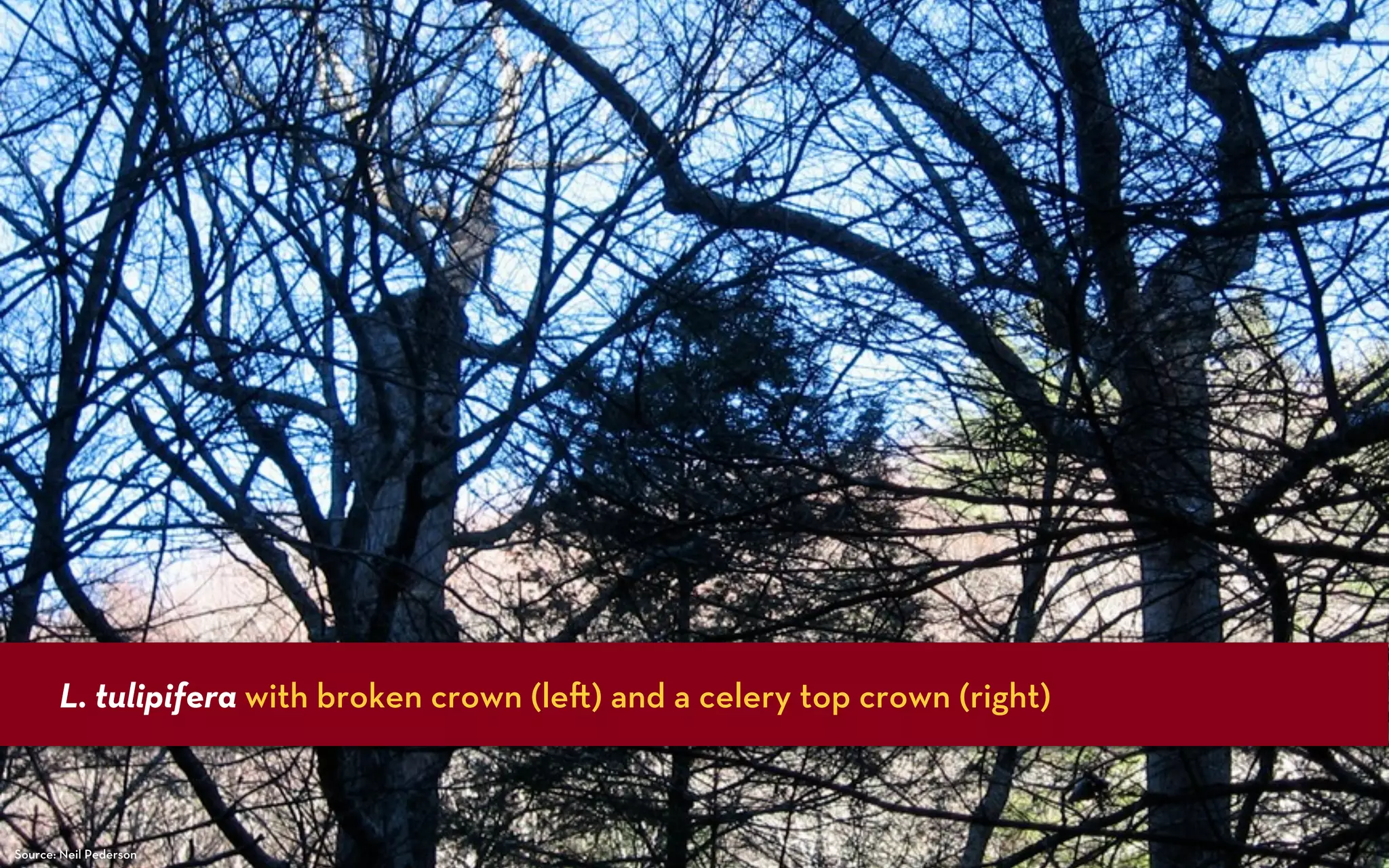 L. tulipifera with broken crown (le ) and a celery top crown (right)



Source: Neil Pederson
 