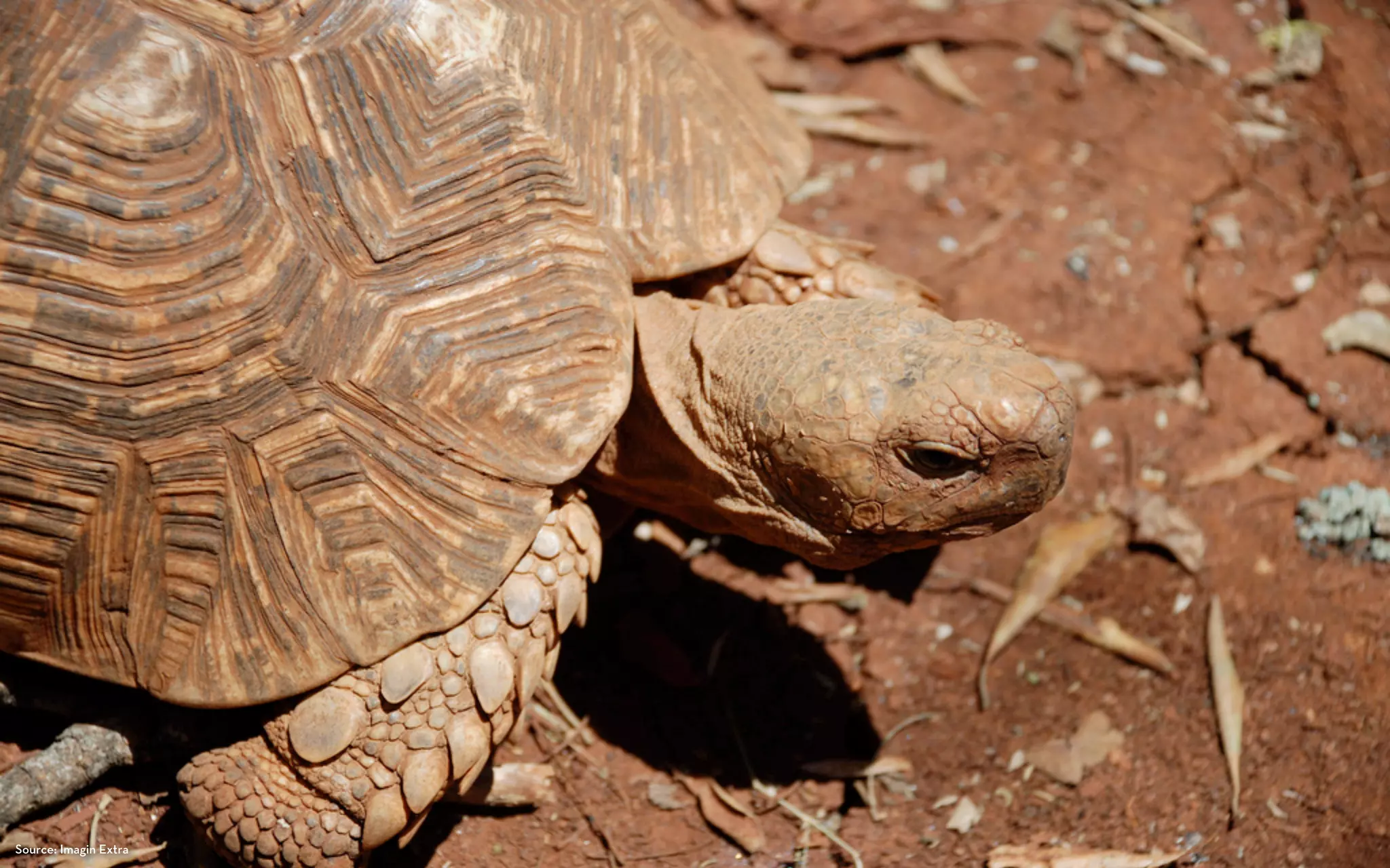 Source: Imagin Extra
 