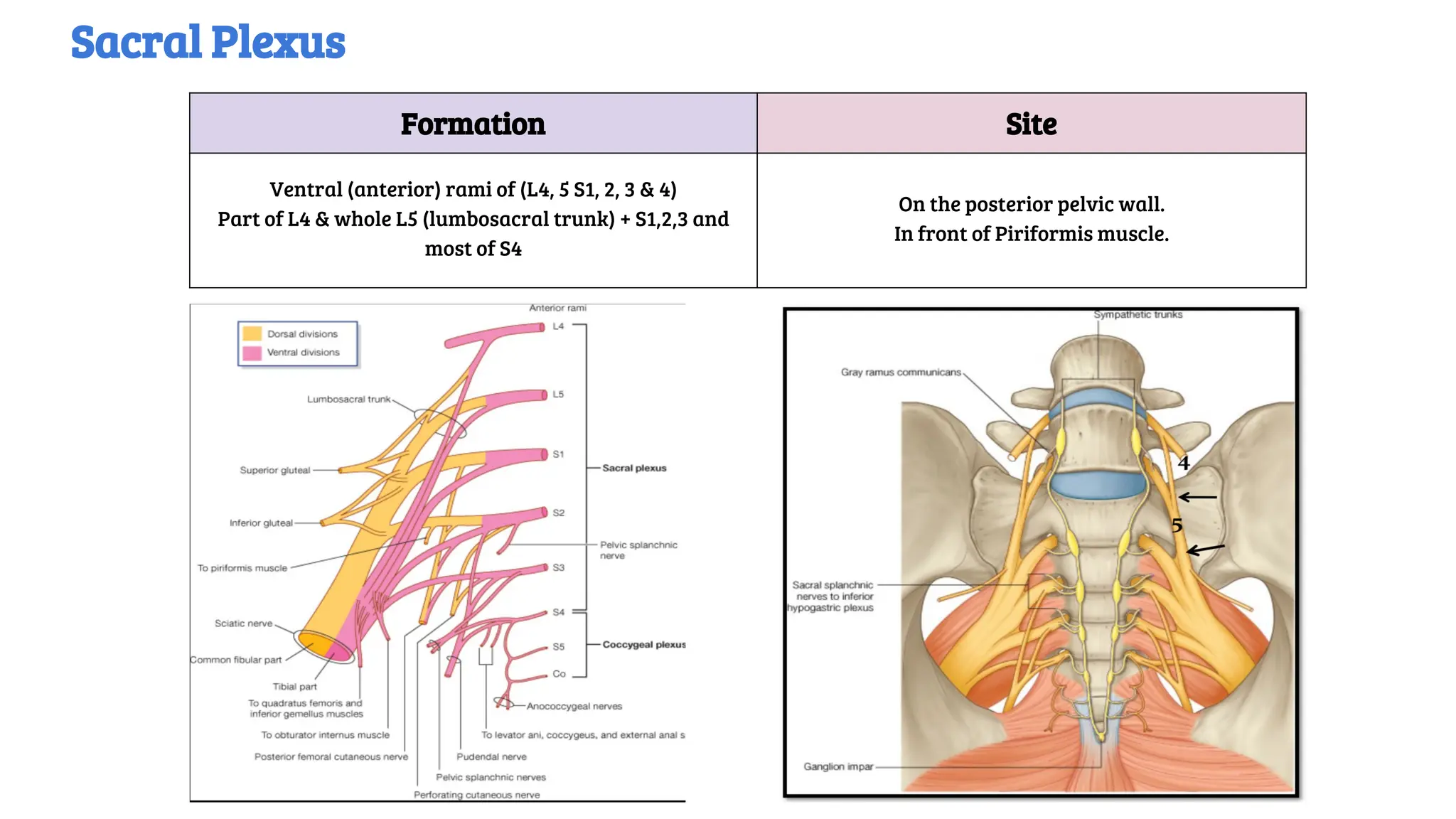 Formation Site
Ventral (anterior) rami of (L4, 5 S1, 2, 3 & 4)
Part of L4 & whole L5 (lumbosacral trunk) + S1,2,3 and
most of S4
On the posterior pelvic wall.
In front of Piriformis muscle.
Sacral Plexus
 