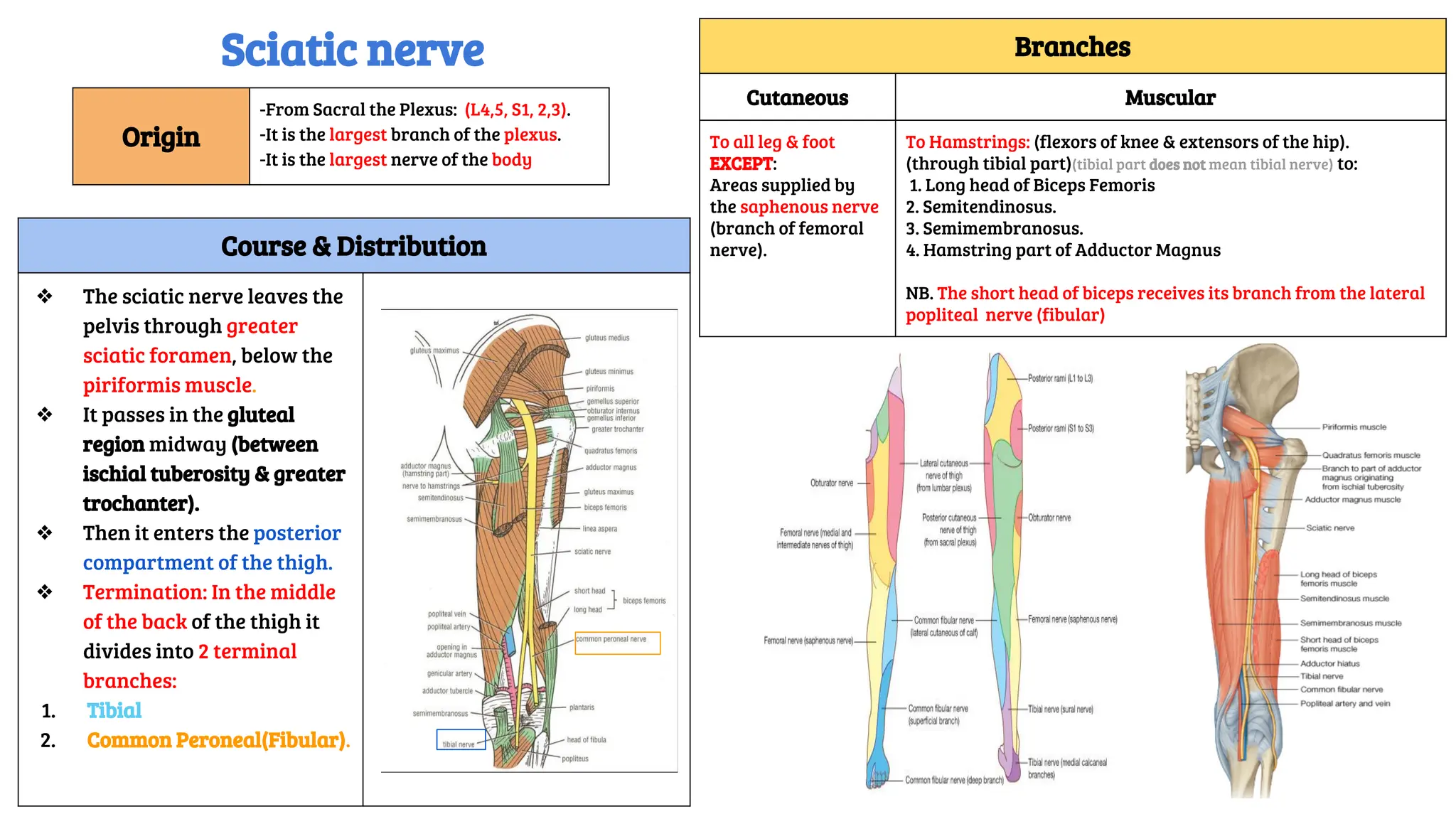 Course & Distribution
❖ The sciatic nerve leaves the
pelvis through greater
sciatic foramen, below the
piriformis muscle.
❖ It passes in the gluteal
region midway (between
ischial tuberosity & greater
trochanter).
❖ Then it enters the posterior
compartment of the thigh.
❖ Termination: In the middle
of the back of the thigh it
divides into 2 terminal
branches:
1. Tibial
2. Common Peroneal(Fibular).
Branches
Cutaneous Muscular
To all leg & foot
EXCEPT:
Areas supplied by
the saphenous nerve
(branch of femoral
nerve).
To Hamstrings: (flexors of knee & extensors of the hip).
(through tibial part)(tibial part does not mean tibial nerve) to:
1. Long head of Biceps Femoris
2. Semitendinosus.
3. Semimembranosus.
4. Hamstring part of Adductor Magnus
NB. The short head of biceps receives its branch from the lateral
popliteal nerve (fibular)
Origin
-From Sacral the Plexus: (L4,5, S1, 2,3).
-It is the largest branch of the plexus.
-It is the largest nerve of the body
Sciatic nerve
 
