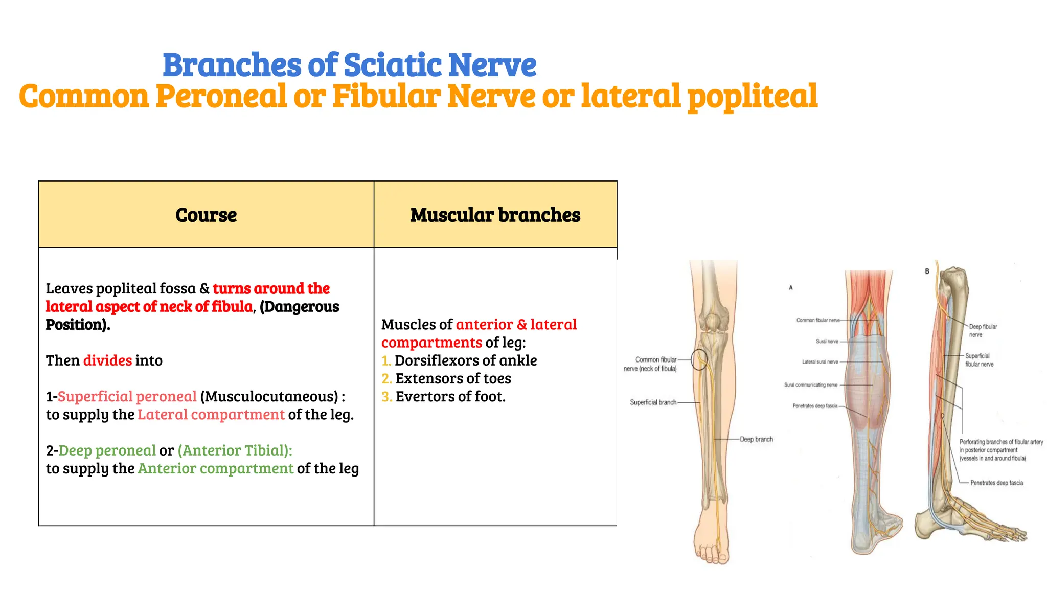 Course Muscular branches
Leaves popliteal fossa & turns around the
lateral aspect of neck of fibula, (Dangerous
Position).
Then divides into
1-Superficial peroneal (Musculocutaneous) :
to supply the Lateral compartment of the leg.
2-Deep peroneal or (Anterior Tibial):
to supply the Anterior compartment of the leg
Muscles of anterior & lateral
compartments of leg:
1. Dorsiflexors of ankle
2. Extensors of toes
3. Evertors of foot.
Branches of Sciatic Nerve
Common Peroneal or Fibular Nerve or lateral popliteal
 
