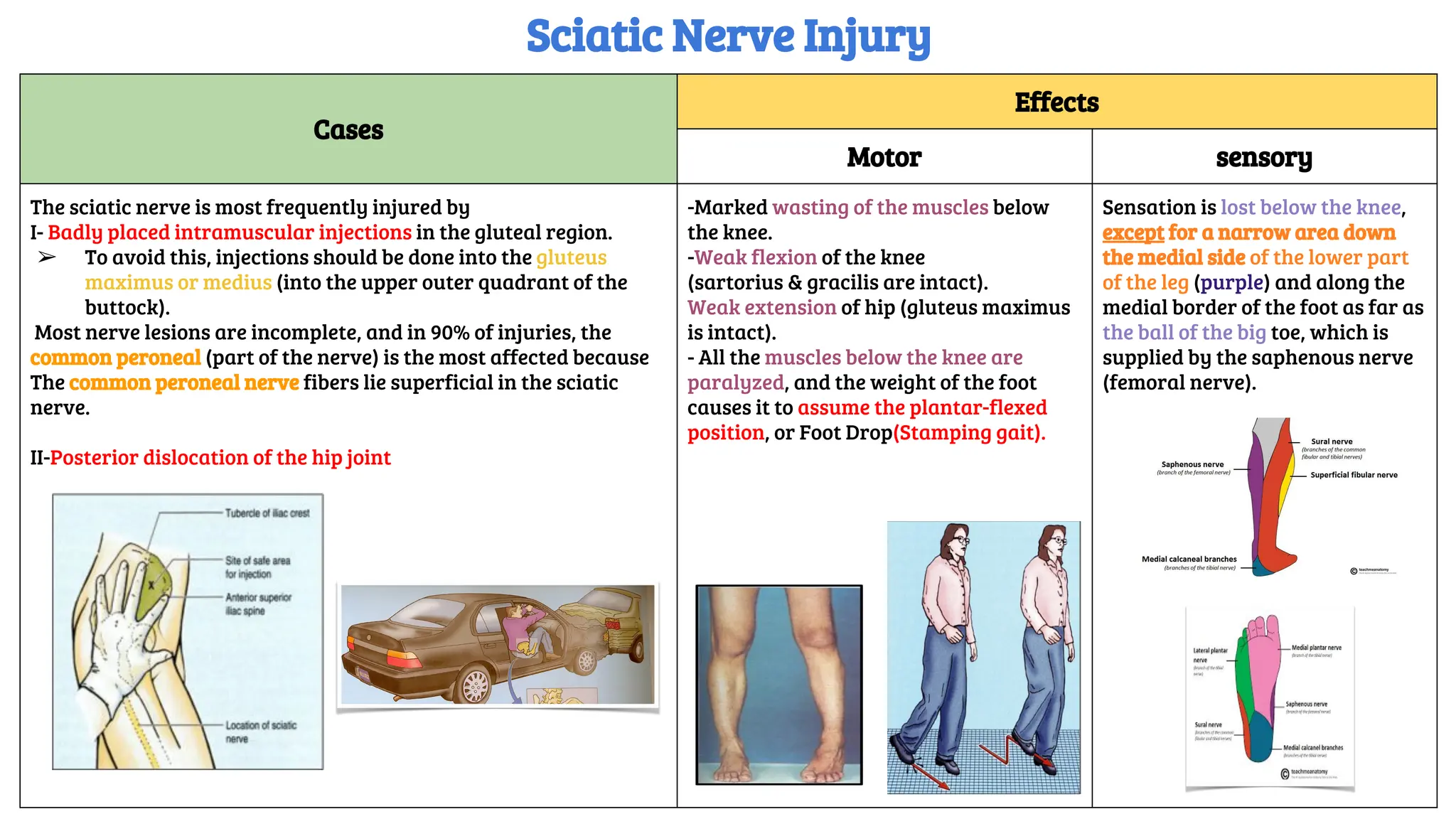 Cases
Effects
Motor sensory
The sciatic nerve is most frequently injured by
I- Badly placed intramuscular injections in the gluteal region.
➢ To avoid this, injections should be done into the gluteus
maximus or medius (into the upper outer quadrant of the
buttock).
Most nerve lesions are incomplete, and in 90% of injuries, the
common peroneal (part of the nerve) is the most affected because
The common peroneal nerve fibers lie superficial in the sciatic
nerve.
II-Posterior dislocation of the hip joint
-Marked wasting of the muscles below
the knee.
-Weak flexion of the knee
(sartorius & gracilis are intact).
Weak extension of hip (gluteus maximus
is intact).
- All the muscles below the knee are
paralyzed, and the weight of the foot
causes it to assume the plantar-flexed
position, or Foot Drop(Stamping gait).
Sensation is lost below the knee,
except for a narrow area down
the medial side of the lower part
of the leg (purple) and along the
medial border of the foot as far as
the ball of the big toe, which is
supplied by the saphenous nerve
(femoral nerve).
Sciatic Nerve Injury
 
