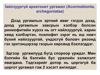 Íайлзуургүй архегонит ургамал (Acormobionta,
archegoniatae)
Дээд ургамлын эртний өвөг гэгдэх дээд,
доод ургамлын завсрын хэлбэр болсон
риниофитийн хүрээ нь огт найлзуургүй, харин
хөвд хэлбэртэн, псилофит зэрэг нь иш навч
бүхий найлзууртай, үндэсгүй боловч ризоид
гэх эрхтэнцэрээр газрын хөрсөнд бэхлэгддэг.
Эдгээр ургамлууд бүгд спороор үрждэг. Мөн
бэлгийн ба бэлгийн бус үржлийн ээлжлэлт
явагдана. Тэдгээрийг дотор нь цоргогүй ба
цоргот ургамал гэж 2 хэсэгт ангилдаг.
 