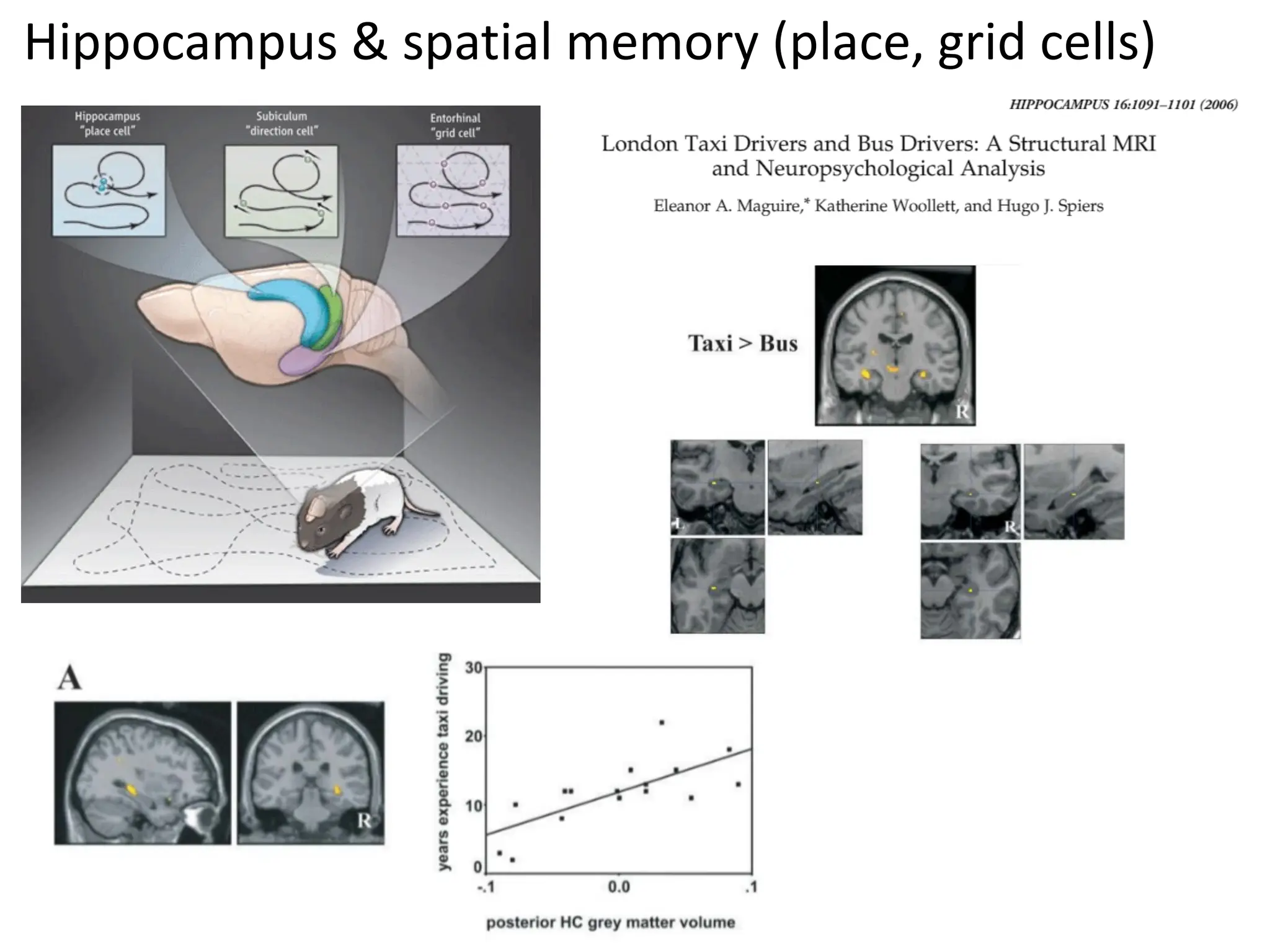 Introduction To Neuroscience Presentation On Memory And Learning Ppt Introduction To Neuroscience Presentation On Memory And Learning Ppt