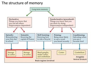 The structure of memory
Amygdala
Ventral Striatum
 