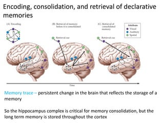 Introduction to neuroscience presentation on memory and learning | PPT