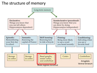The structure of memory
Amygdala
Ventral Striatum
 