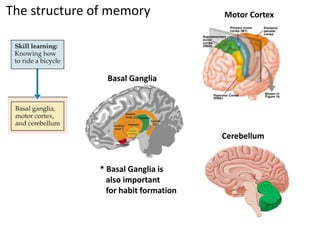The structure of memory Motor Cortex
Basal Ganglia
Cerebellum
* Basal Ganglia is
also important
for habit formation
 