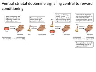 Ventral striatal dopamine signaling central to reward
conditioning
 