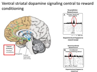 Ventral striatal dopamine signaling central to reward
conditioning
 