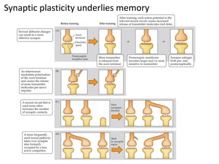 Synaptic plasticity underlies memory
 