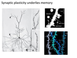 Synaptic plasticity underlies memory
 
