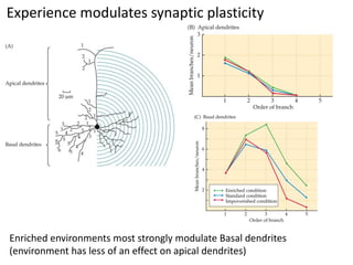 Experience modulates synaptic plasticity
Enriched environments most strongly modulate Basal dendrites
(environment has less of an effect on apical dendrites)
 
