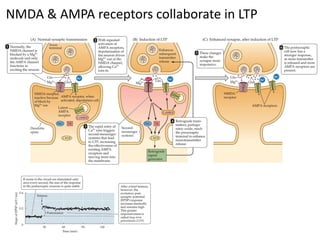 NMDA & AMPA receptors collaborate in LTP
 