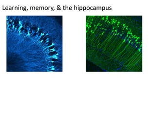 Learning, memory, & the hippocampus
 