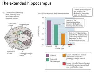 The extended hippocampus
 
