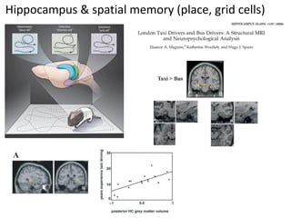 Hippocampus & spatial memory (place, grid cells)
 