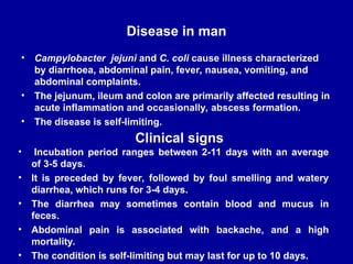 Disease in man
• Campylobacter jejuni and C. coli cause illness characterized
by diarrhoea, abdominal pain, fever, nausea, vomiting, and
abdominal complaints.
• The jejunum, ileum and colon are primarily affected resulting in
acute inflammation and occasionally, abscess formation.
• The disease is self-limiting.
• Incubation period ranges between 2-11 days with an average
of 3-5 days.
• It is preceded by fever, followed by foul smelling and watery
diarrhea, which runs for 3-4 days.
• The diarrhea may sometimes contain blood and mucus in
feces.
• Abdominal pain is associated with backache, and a high
mortality.
• The condition is self-limiting but may last for up to 10 days.
Clinical signs
 