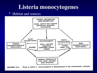 Listeria monocytogenes
• Habitat and sources
 