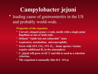 Campylobacter jejuni
• leading cause of gastroenteritis in the US
and probably world-wide. .
Properties of the organism
• Curved s-shaped gram (-) rods, motile with a single polar
flagellum at one or both ends.
• Defined "viable but not culturable" state.
• respiratory metabolism, microaerophilic.
• Grow with 10% CO2 / 5% O2 . Some species / strains
require additional H2 in the atmosphere
• C. jejuni will grow at 42o
C and this is used as a selection
criterion.
• The organism is unusually thin (0.2 - 0.9 )
 