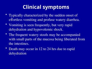 Clinical symptoms
• Typically characterized by the sudden onset of
effortless vomiting and profuse watery diarrhea.
• Vomiting is seen frequently, but very rapid
dehydration and hypovolemic shock.
• The frequent watery stools may be accompanied
with small parts of the mucosa being liberated from
the intestines.
• Death may occur in 12 to 24 hrs due to rapid
dehydration
 