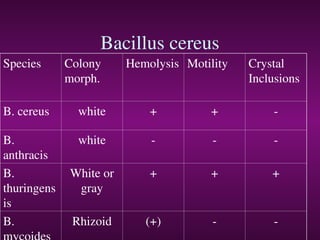 Bacillus cereus
Species Colony
morph.
Hemolysis Motility Crystal
Inclusions
B. cereus white + + -
B.
anthracis
white - - -
B.
thuringens
is
White or
gray
+ + +
B. Rhizoid (+) - -
 