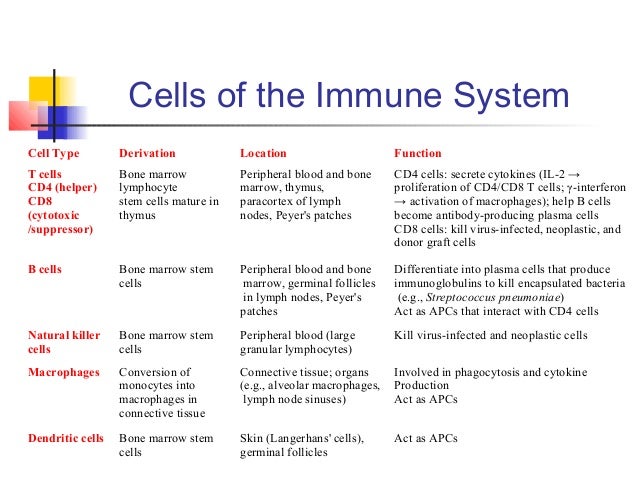 Immune System Cells And Functions