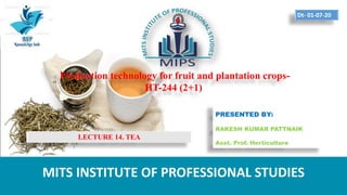 Production technology for fruit and plantation crops-
HT-244 (2+1)
PRESENTED BY:
RAKESH KUMAR PATTNAIK
Asst. Prof. Horticulture
MITS INSTITUTE OF PROFESSIONAL STUDIES
Dt- 01-07-20
LECTURE 14. TEA
 
