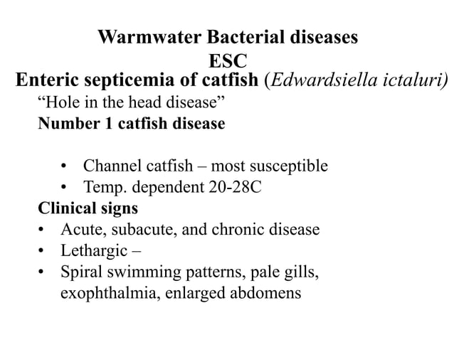 Lecture 14 Warmwater Bacterial disease.ppt | Fish and Aquariums | Pets