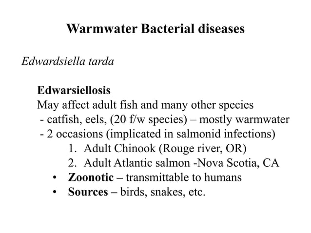 Beautiful view of Bacterial Diseases Aquarium Managing Water Quality