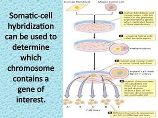LEcture 15 . somatic cell genetics in plants.pptx