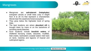 Mangroves
Environment & Ecology by Dr. Shivin Chaudhary Click Here to Learn More
● Mangroves are salt-tolerant (halophytes)
evergreen shrubs or small trees (vary in height
from 8 to 20 m) that represent a characteristic
littoral (near the seashore) forest ecosystem.
● They grow below the highwater level of spring
tides.
● The best locations are where abundant silt is
brought down by rivers or on the backshore of
accreting sandy beaches.
● Such locations include brackish waters of
sheltered low-lying coasts, estuaries, mudflats,
tidal creeks, backwaters (coastal waters held back
on land), marshes and lagoons of tropical and
subtropical regions.
 