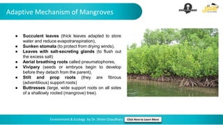 Adaptive Mechanism of Mangroves
Environment & Ecology by Dr. Shivin Chaudhary Click Here to Learn More
● Succulent leaves (thick leaves adapted to store
water and reduce evapotranspiration),
● Sunken stomata (to protect from drying winds),
● Leaves with salt-secreting glands (to flush out
the excess salt)
● Aerial breathing roots called pneumatophores,
● Vivipary (seeds or embryos begin to develop
before they detach from the parent),
● Stilt and prop roots (they are fibrous
(adventitious) support roots)
● Buttresses (large, wide support roots on all sides
of a shallowly rooted (mangrove) tree).
 