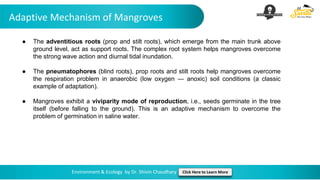 Adaptive Mechanism of Mangroves
Environment & Ecology by Dr. Shivin Chaudhary Click Here to Learn More
● The adventitious roots (prop and stilt roots), which emerge from the main trunk above
ground level, act as support roots. The complex root system helps mangroves overcome
the strong wave action and diurnal tidal inundation.
● The pneumatophores (blind roots), prop roots and stilt roots help mangroves overcome
the respiration problem in anaerobic (low oxygen — anoxic) soil conditions (a classic
example of adaptation).
● Mangroves exhibit a viviparity mode of reproduction, i.e., seeds germinate in the tree
itself (before falling to the ground). This is an adaptive mechanism to overcome the
problem of germination in saline water.
 