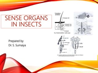 SENSE ORGANS
IN INSECTS
Prepared by
Dr. S. Sumaiya
 