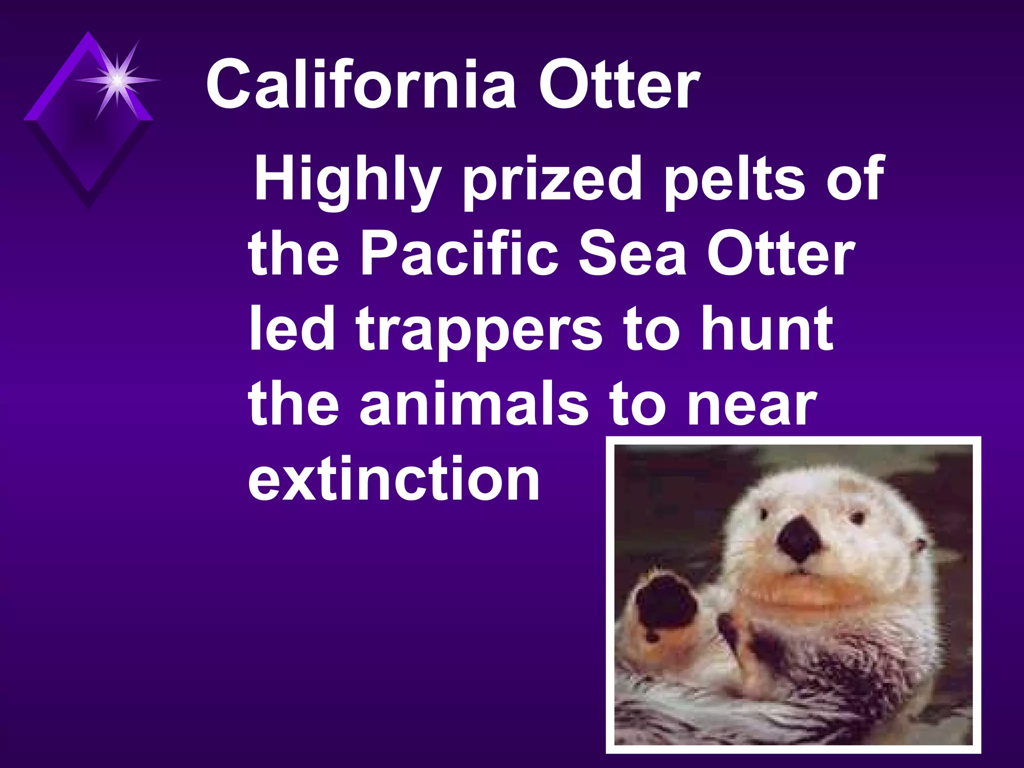 California Otter
Highly prized pelts of
the Pacific Sea Otter
led trappers to hunt
the animals to near
extinction
 